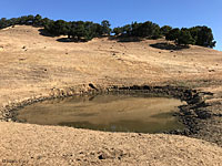 tiger salamander habitat