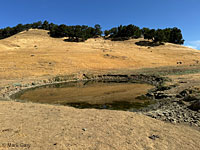 tiger salamander habitat