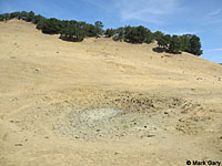 tiger salamander habitat