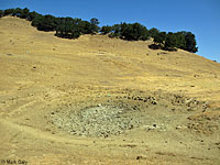 tiger salamander habitat