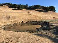 tiger salamander habitat