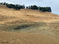 tiger salamander habitat