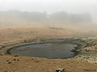 tiger salamander habitat