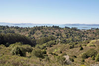 Coastal Giant Salamander Habitat