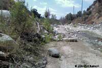 California Newt Habitat