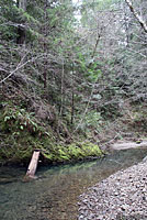 Red-bellied Newt Habitat