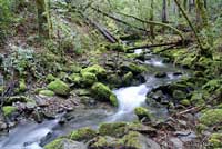 Red-bellied Newt Habitat