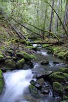 salamander habitat creek