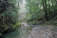 Red-bellied Newt Habitat