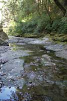 Red-bellied Newt Habitat