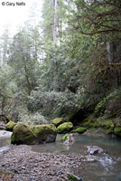 Red-bellied Newt Habitat