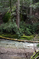 Red-bellied Newt Habitat