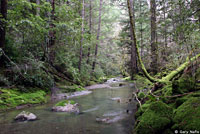 Speckled Black Salamander Habitat