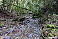 Red-bellied Newt Habitat