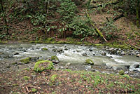 Red-bellied Newt Habitat