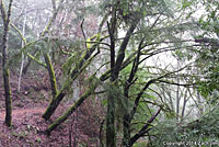 Red-bellied Newt Habitat