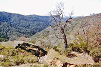 Red-bellied Newt Habitat