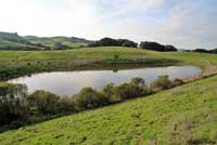 California Newt Breeding Pond