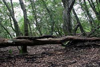 California Newt Habitat