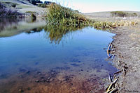 California Newt Breeding Pond