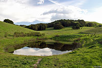 California Newt Habitat