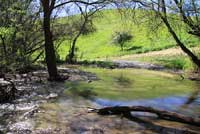 California Newt Breeding Pond