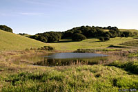 California Newt Breeding Pond