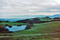 California Newt Breeding Pond