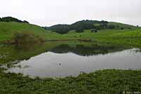 California Newt Breeding Pond