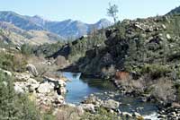 Fairview Slender Salamander Habitat