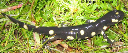 CA Tiger Salamander