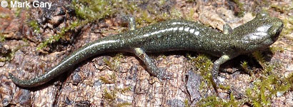 Speckled Black Salamander