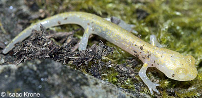 Speckled Black Salamander