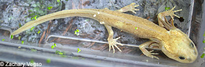 Northwestern Salamander