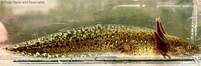 Northwestern Salamander Larvae