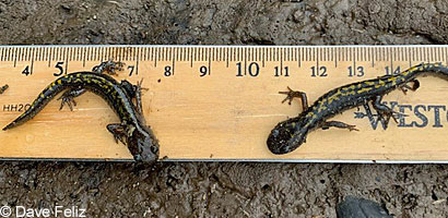 Santa Cruz Long-toed Salamander