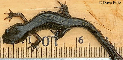 Santa Cruz Long-toed Salamander