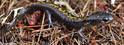 Santa Cruz Long-toed Salamander