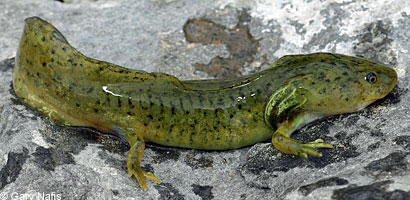 Blotched Tiger Salamander