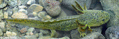 Blotched Tiger Salamander