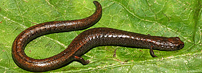 California Slender Salamander