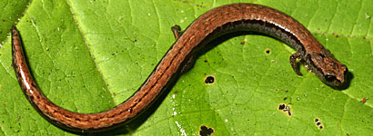 California Slender Salamander