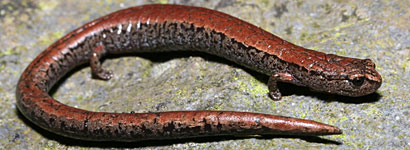 California Slender Salamander