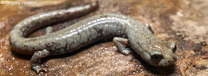 Inyo Mountains Slender Salamander