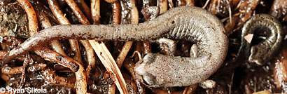 Inyo Mountains Slender Salamander