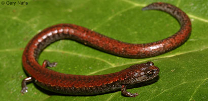 Santa Lucia Mountains Slender Salamander