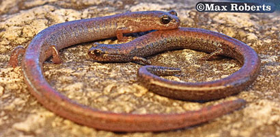 Black-bellied Slender Salamander comparison