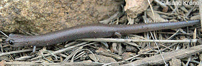 Garden Slender Salamander