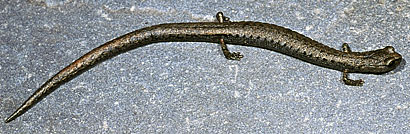 Lesser Slender Salamander