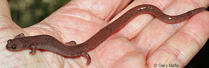 Garden Slender Salamander